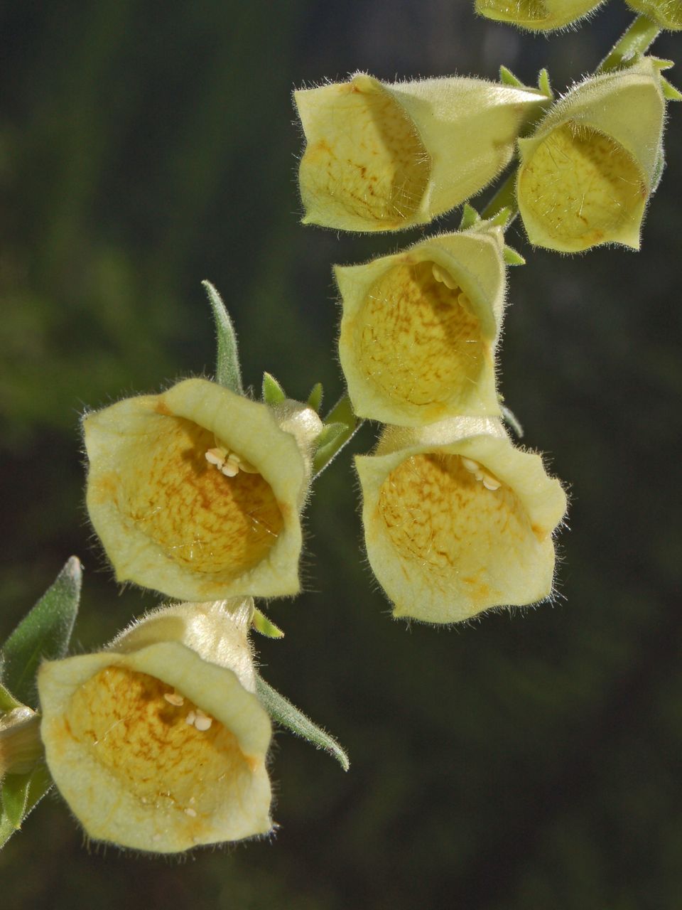 Digitalis grandiflora / Digitale gialla grande